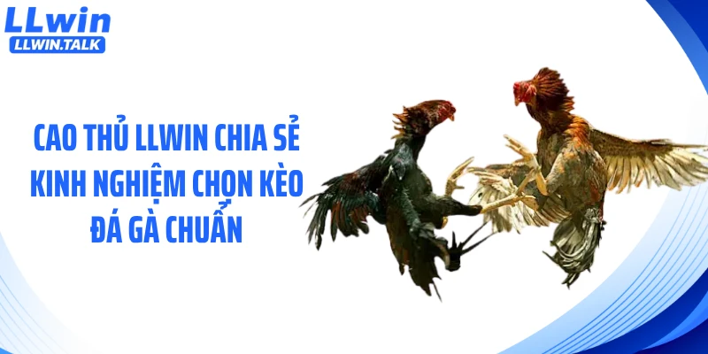 Cao thủ LLWIN chia sẻ kinh nghiệm chọn kèo đá gà chuẩn