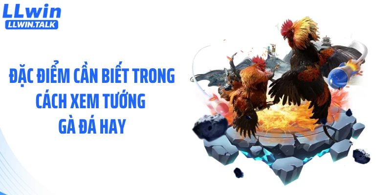 Đặc điểm cần biết trong cách xem tướng gà đá hay