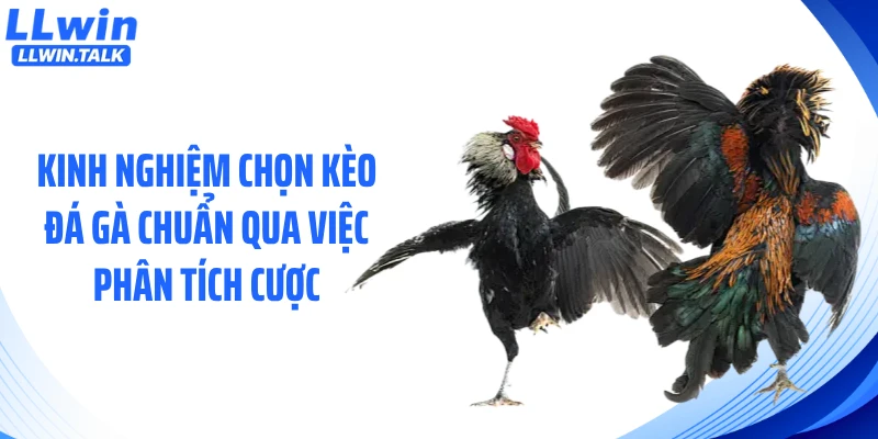 Kinh nghiệm chọn kèo đá gà chuẩn qua việc phân tích cược