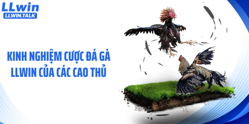 Kinh nghiệm cược đá gà LLWIN của các cao thủ
