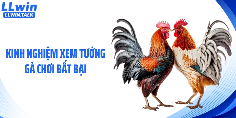 Kinh nghiệm xem tướng gà chơi bất bại