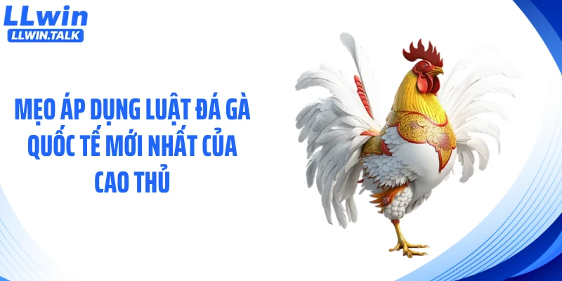 Mẹo áp dụng luật đá gà quốc tế mới nhất của cao thủ