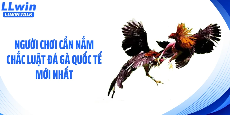 Người chơi cần nắm chắc luật đá gà quốc tế mới nhất