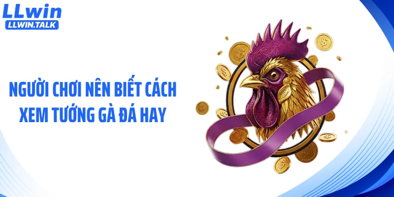 Người chơi nên biết cách xem tướng gà đá hay