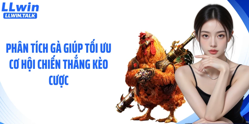 Phân tích gà giúp tối ưu cơ hội chiến thắng kèo cược